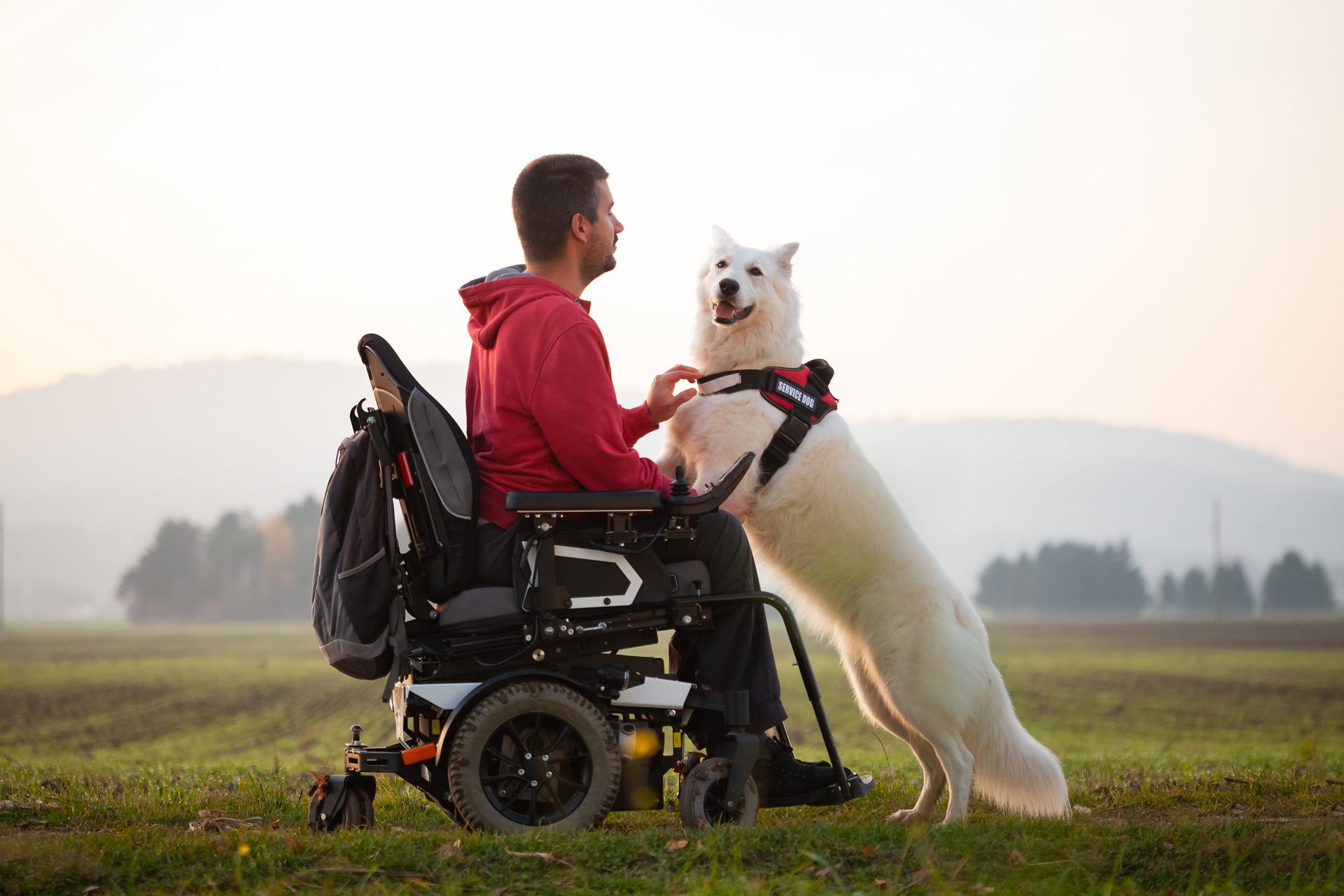 Working service dog