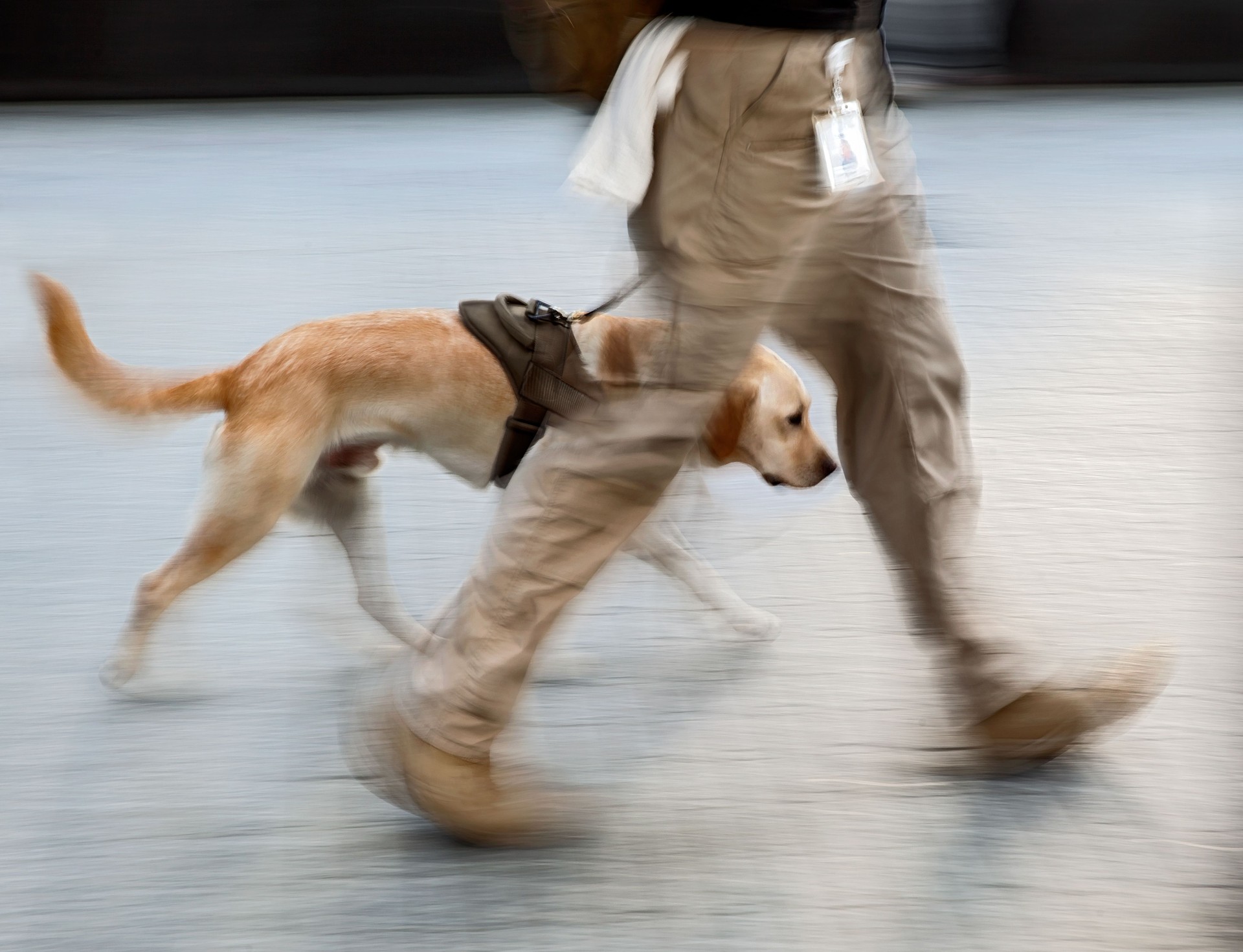 canine service dog on a city street intentional blur