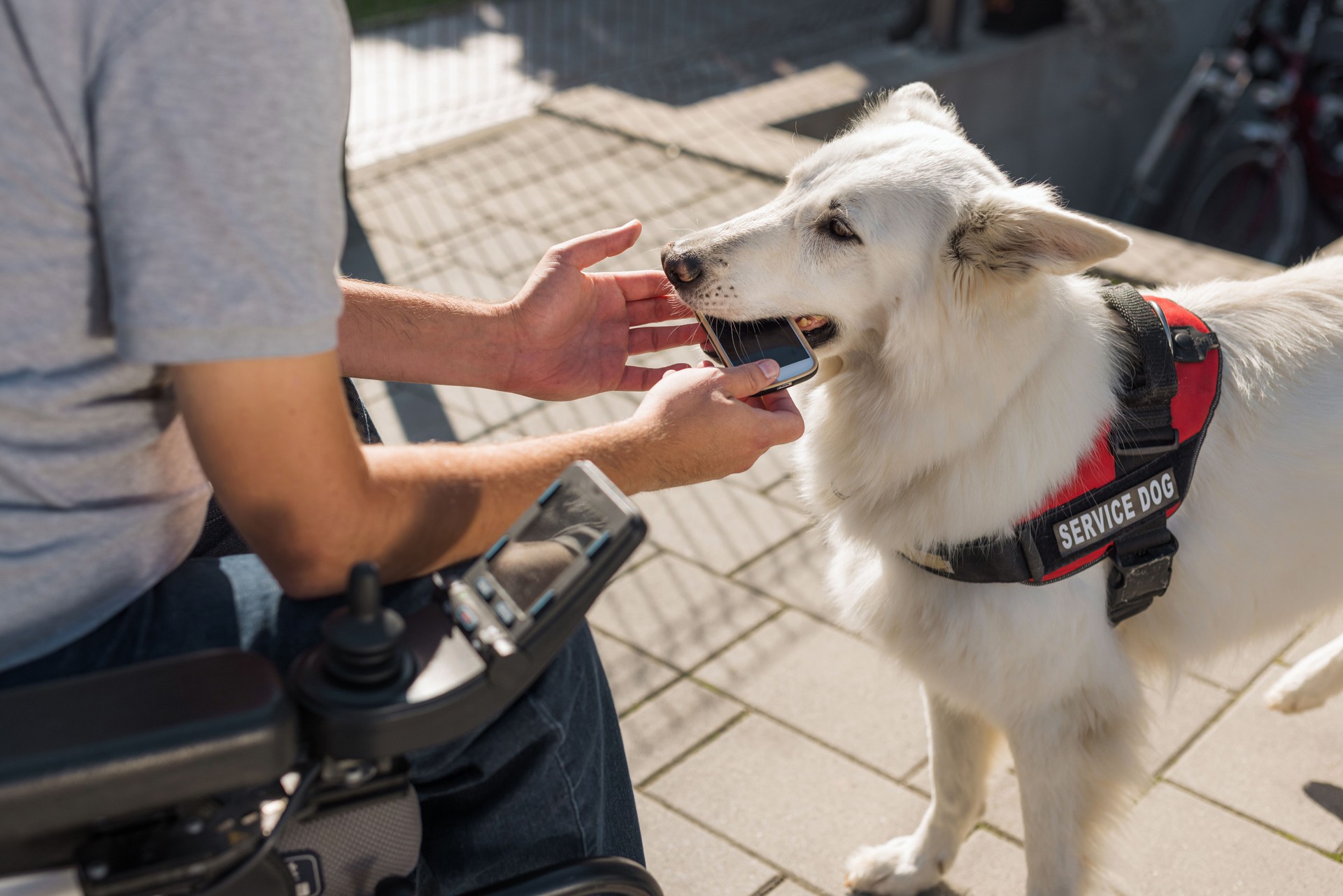 Service dog helping man in a wheelchair to pick up dropped mobile phone