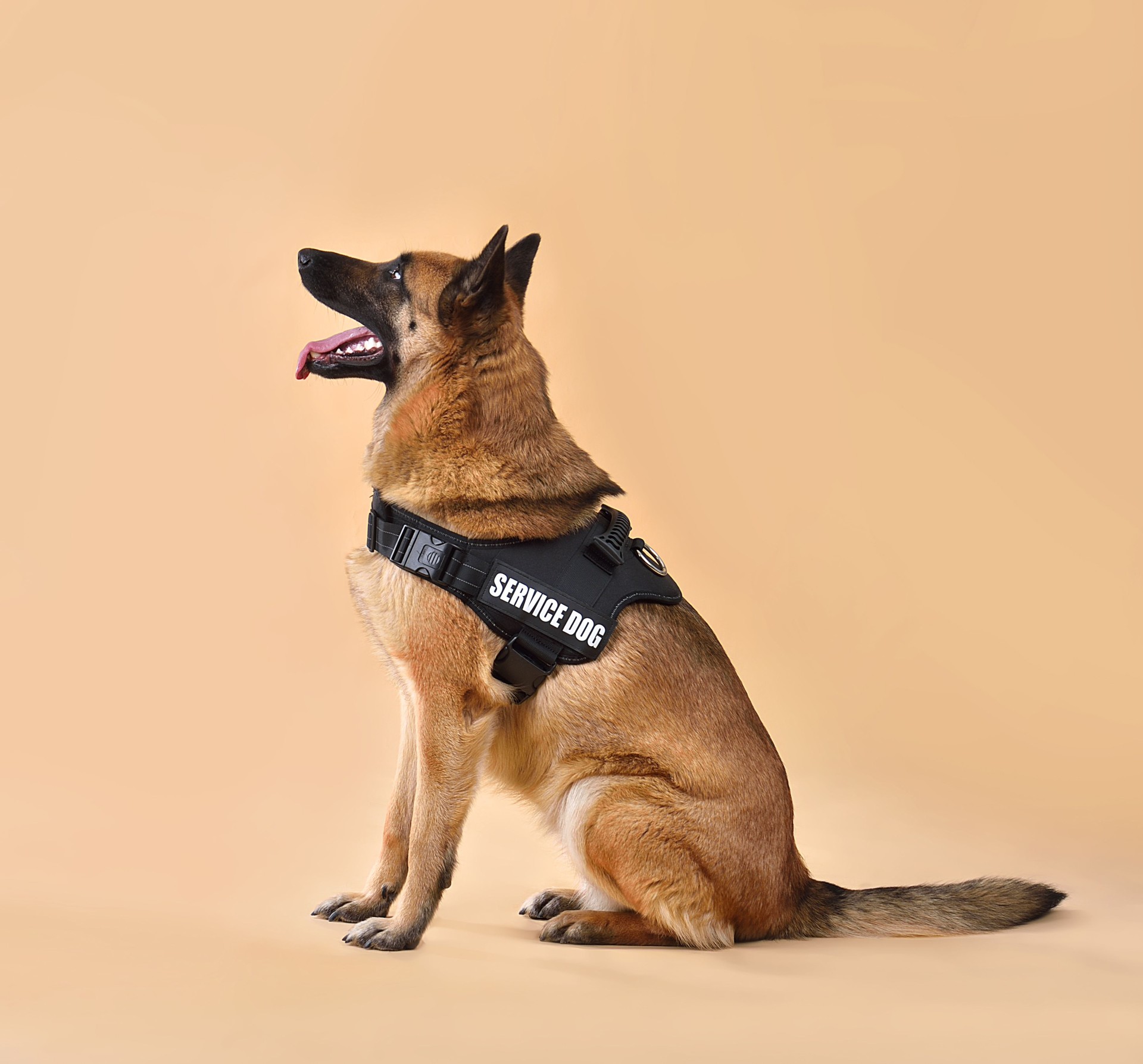 Sitting Service Dog